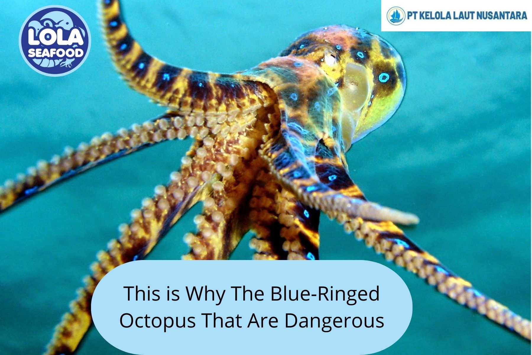 This is Why The Blue-Ringed Octopus That Are Dangerous